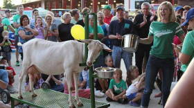 2015 State Fair Queen Mady Hayden, 20, fires up her hometown crowd at the Hendricks County Fair's celebrity goat-milking contest.