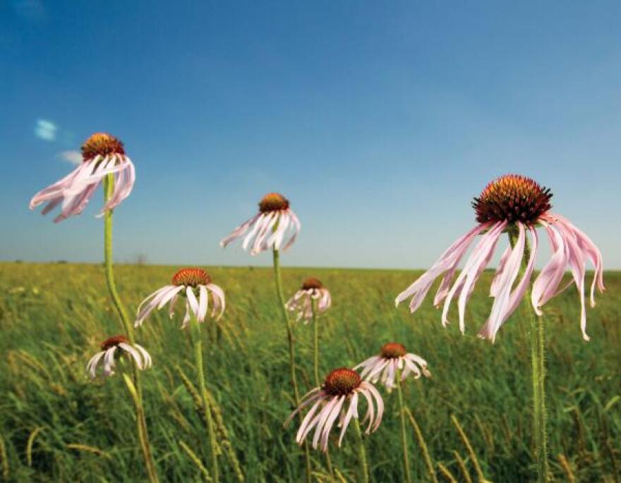 golden_prairie.jpg