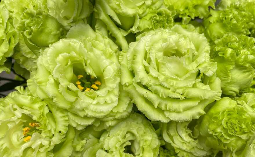 The Olympic victory bouquets feature eustomas from Fukushima, an area hit hard by the 2011 earthquake.
