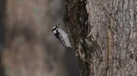A downy woodpecker climbs up a tree Wednesday, Feb. 25, 2026, in Milford, Ohio. (Joshua A. Bickel/AP)