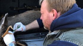 Chuck Lubelczyk, a vector ecologist a the Maine Medical Center Research Institute, was recently plucking ticks and taking blood samples from deer brought to a tagging station in Wells to help track diseases such as Lyme.