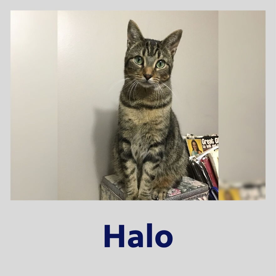 Photo of Halo the dog in a Polaroid frame with their name in bold, blue text underneath.