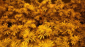 Marijuana under the yellow hue of the grow lamps at Surterra Therapeutics' 6,000-square-foot indoor facility on the outskirts of Tallahassee in 2016. (AP file photo)