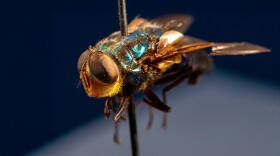 A pinned specimen of a full-grown New World screwworm fly.