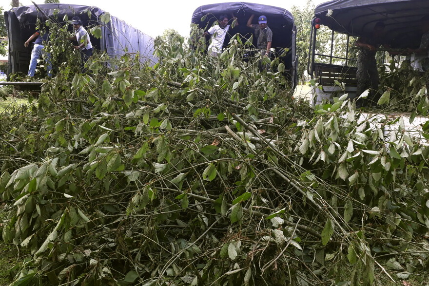 In this July 30, 2019, photo, officers gather illegally-grown kratom plants in Phang Nha province, Thailand. Thailand on Tuesday, Aug. 24, 2021, decriminalized the possession and sale of kratom, a plant native to Southeast Asia whose leaves are used as a mild stimulant and which has a following in the United States for its pain-relieving qualities. (AP Photo)
