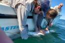 People on a boat tagging a shark.