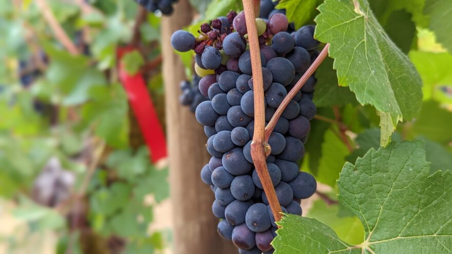 Pinot noir grapes at Oregon State University’s Woodhall Vineyard.