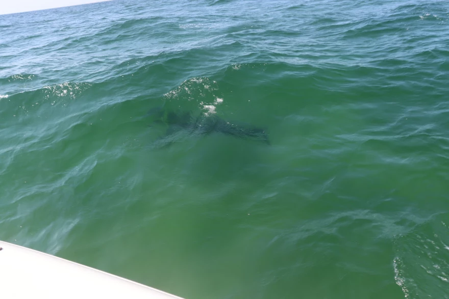 A great white shark is visible from the deck of a tour boat operated by the Atlantic White Shark Conservancy off Chatham, Sept. 12, 2025.