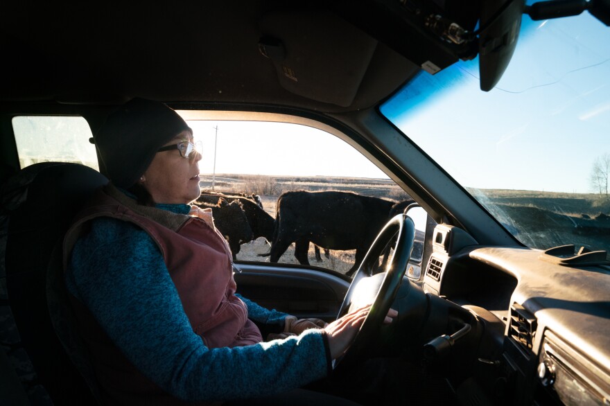 Bradley drives her truck out to feed the cows in the pasture. She goes to nearly every grizzly bear planning and committee meeting in the state, speaking to federal and state biologists about their plans with the bears.