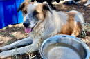 Sasabe-dog-hero