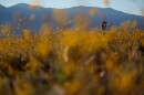 A person takes pictures of wildflowers during a superbloom, Saturday, March 7, 2026, in Death Valley National Park, Calif. (AP Photo/John Locher)