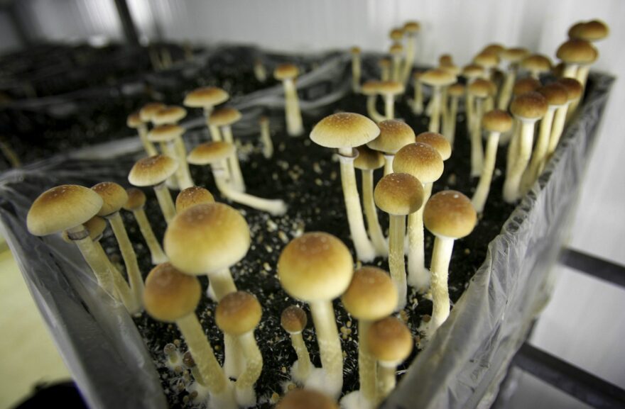 Oklahoma researchers could soon study psychedelic mushrooms