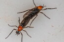 closeup of love bug (s) 