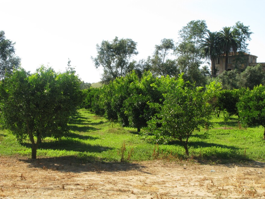 With its vast citrus groves, Calabria is a major stop for migratory workers in the country.