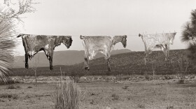 Evans found these goat skins hanging on a clothesline on a private ranch while rounding up burros to haul back to Marathon.