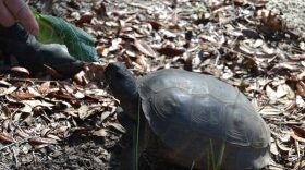 Blue the tortoise is eating a leaf of lettuce given to him by his handler and trainer. Pirtle is working to make the reptile a more social creature. (Eve Rosen/WUFT News)