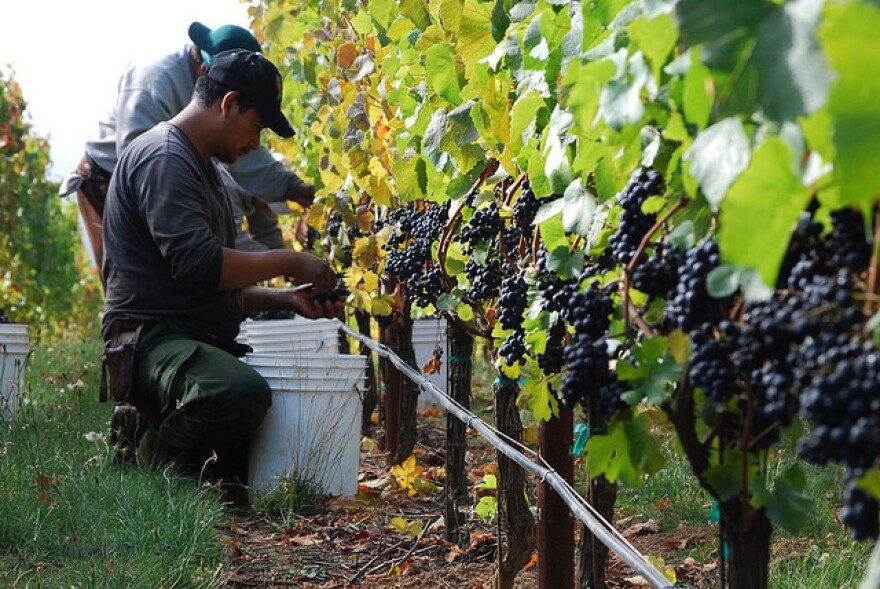 Migrant farmworkers live and work on Michigan farms during the harvest.