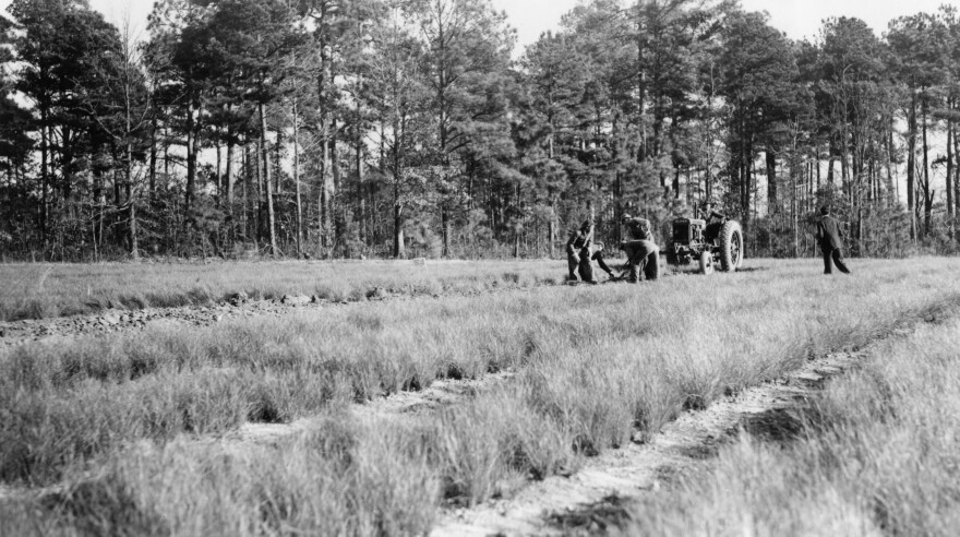 Men with tractor preparing field for longleaf pine seedlings (North Carolina, 1939 (University Archives Photograph Collection. Agricultural Extension and Research services (UA023.007), Special Collections Research Center at NC State University Libraries)