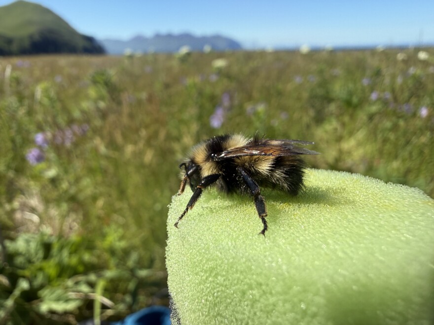 Bumblebee researchers were in Unalaska this summer trying to identify which species of bumblebees exist on the island.