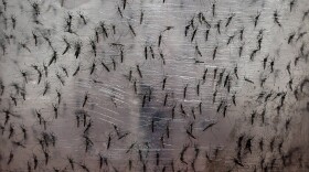 Pots with genetically modified male Aedes aegypti mosquitoes are pictured before they are released in Piracicaba, Brazil in April.