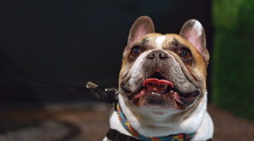 AZ ILL dogs science segment thumb