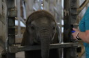 Four-month old Kijani waits patiently for Katie Muninger, the Sedgwick County Zoo's elephant manager, to feed him some banana during a training session. Kijani is one of four calves born to the zoo's African elephant herd since April.