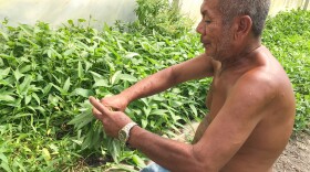 Sok Sum wraps a rubber band around freshly cut water spinach inside a greenhouse behind his home in Rosharon, Texas.