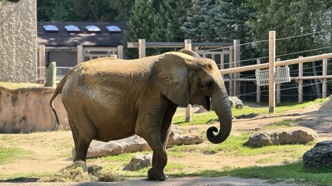 As the Maryland Zoo transitions to becoming an all-male elephant habitat, staff sought Seneca Park Zoo to host the 43-year-old Felix.