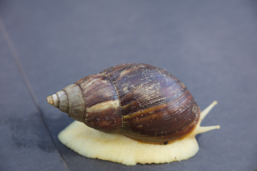 Up-close photo of a white-fleshed snail with a brown cone-shaped shell. 