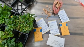 Jane Risse, executive director and manager of the Greenhouse Project at Nay Aug Park spreads various Lenape seeds that will be planted during an Earth Day event on Sunday at the park in Scranton.