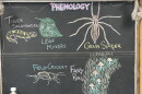 Chalk illustrations show a field cricket, fairy ring of mushrooms, grass spider, leaf miner tracks in a leaf, and a tiger salamander.