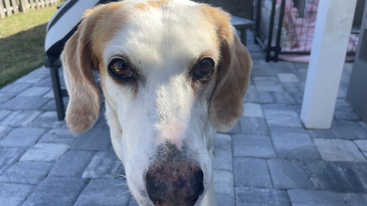 Alachua's 'Ghost Dog' no longer haunting animal loving residents - Vimarsana News