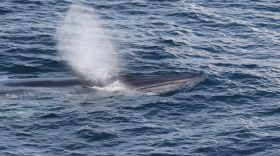 Ballena rozando la superficie del océano