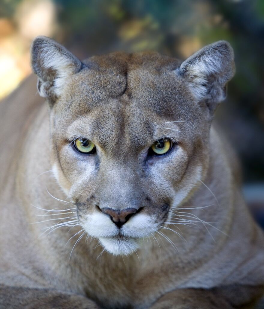 Cougar Sightings Increase, But Is Improved Technology A Factor? Cougar Sightings Increase, But Is Improved Technology A Factor?