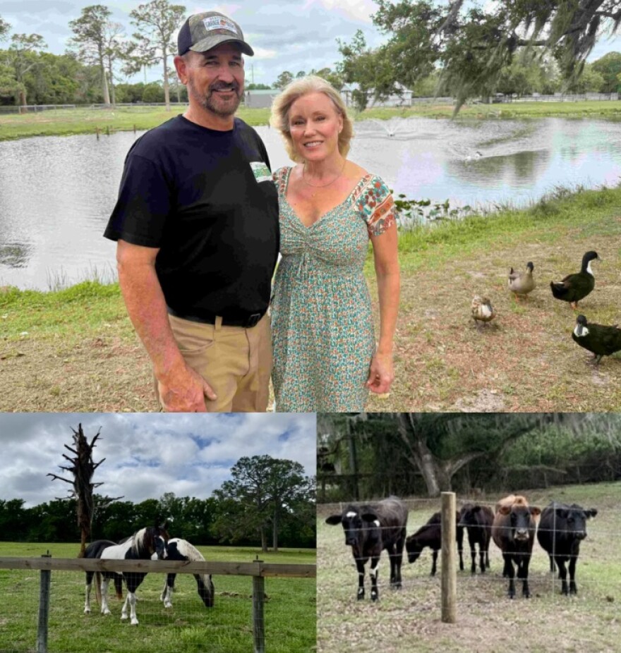 Towering oak trees cast shade over the Miller’s 15-acre property off Loraine Road, where ducks drift across a small pond past grazing cows and horses — a quiet stretch of land they thought would remain unchanged.