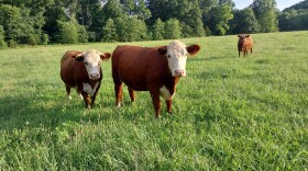 A new study finds parasites are growing resistant to deworming drugs commonly used on Missouri cattle farms