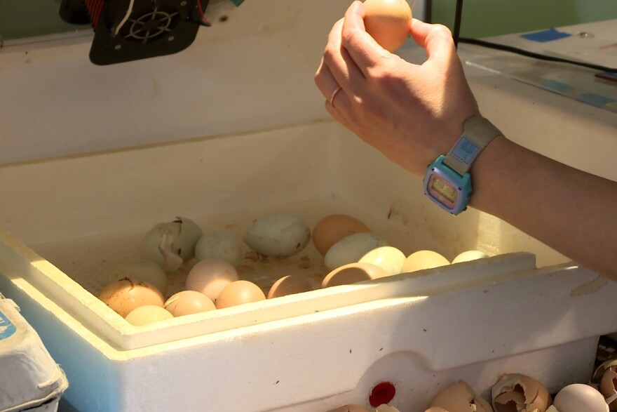 An egg incubator Gessler uses to hatch chicks.