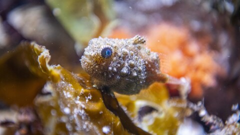 A knobby, oblong fish with blue eyes suctions onto a rippled, golden-yellow object underwater.
