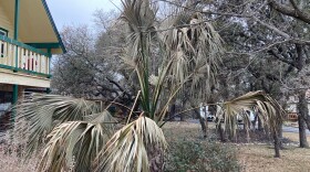 Sabal Palm showing damage