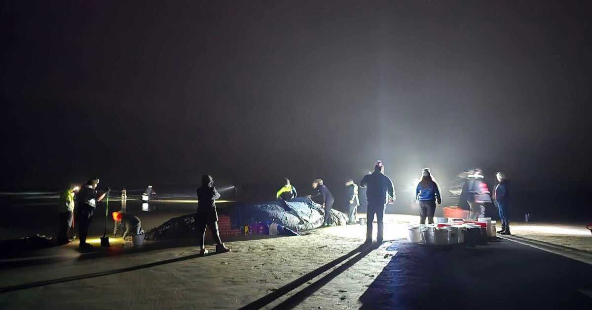Stranded whale near Yachats; officials urge public to not assist