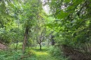 Forest surrounded by green space and trees.