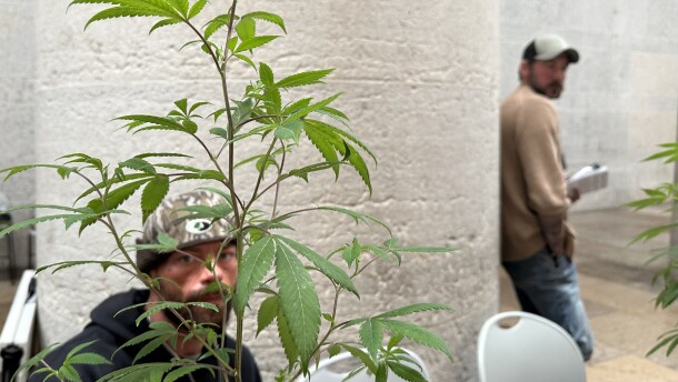 Ronnie Smith, who opposes changes to cannabis laws, sits behind a plant at the Ohio Statehouse in March 2025.