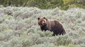 Photo of adult grizzly bear in Yellowstone.