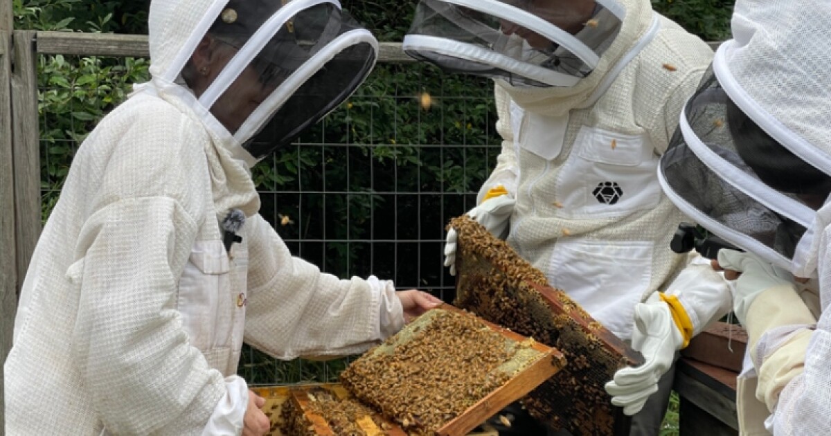 The $2 Billion Buzz: Michigan beekeepers prep for critical spring pollination