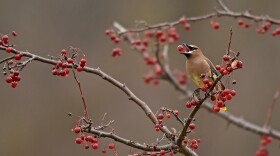 A Cedar waxwing eats a small berry while perched on a branch.