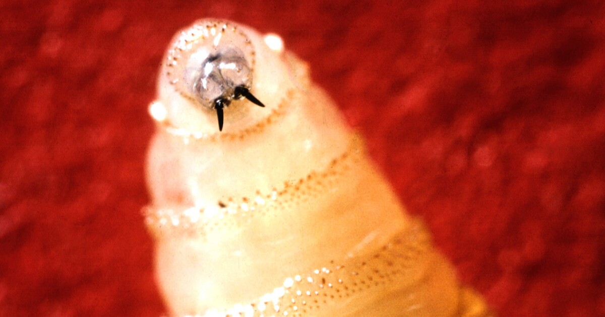 Vigilance needed by New Mexicans after screwworm crosses TX border
