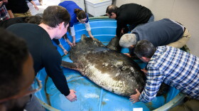 The find offers scientists a rare opportunity to study the sharp finned mola, which hasn’t often been the subject of much research. DNA samples have been collected and the fish is now being preserved for study.