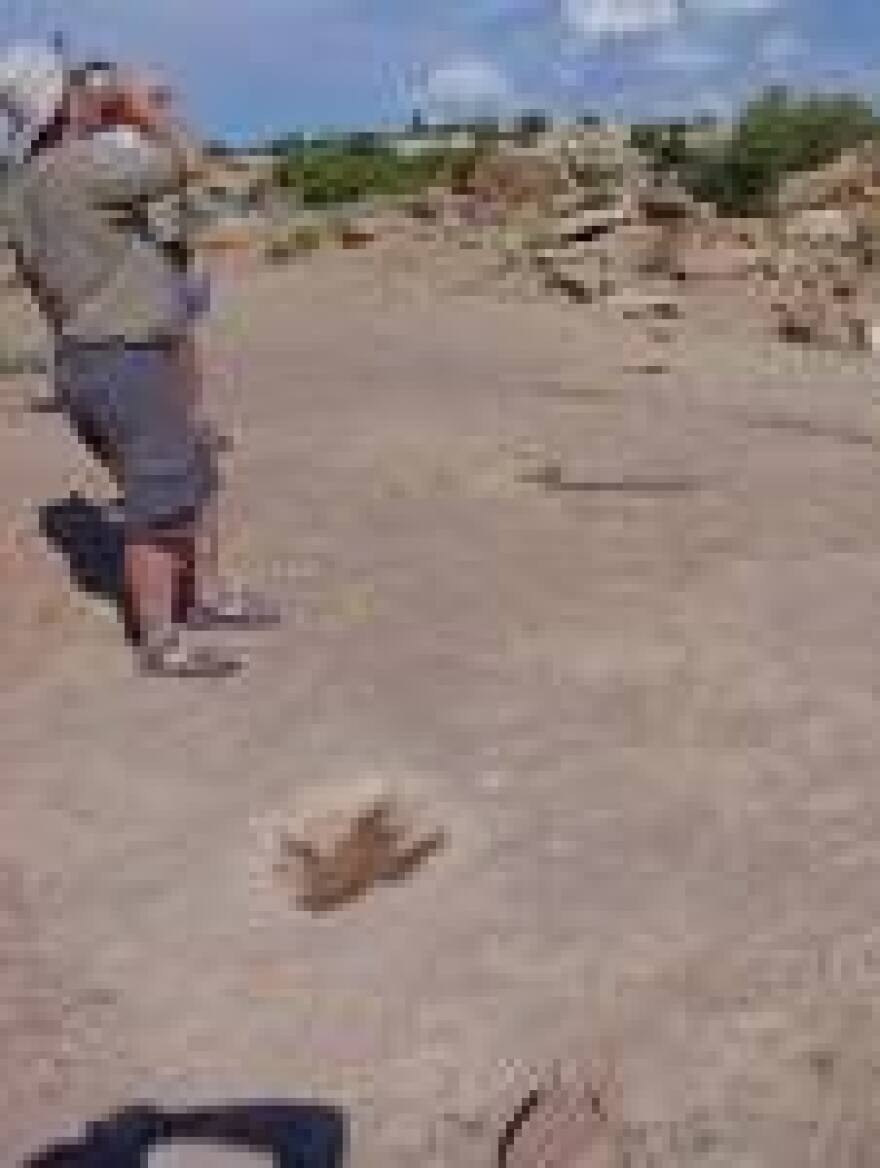 Therapod dinosaur tracks, Copper Ridge, Utah