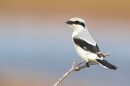 A picture of a Shrike perched on a stick with a white body, black wings and tail and a black making around its eye.