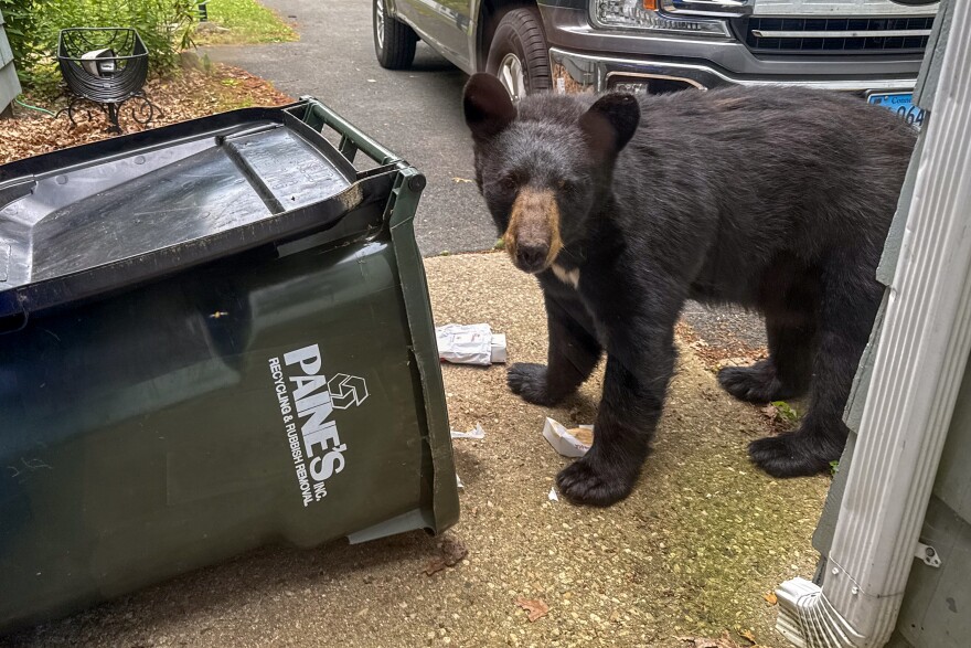 A young black bear rummaging through a garbage bin just outside of the backdoor of a home in Simsbury, Connecticut June 27, 2025